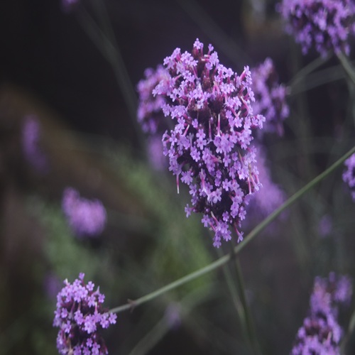 ヤナギハナガサの花