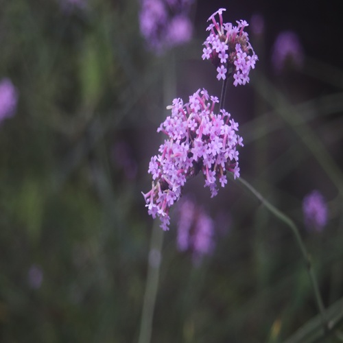 ヤナギハナガサの花