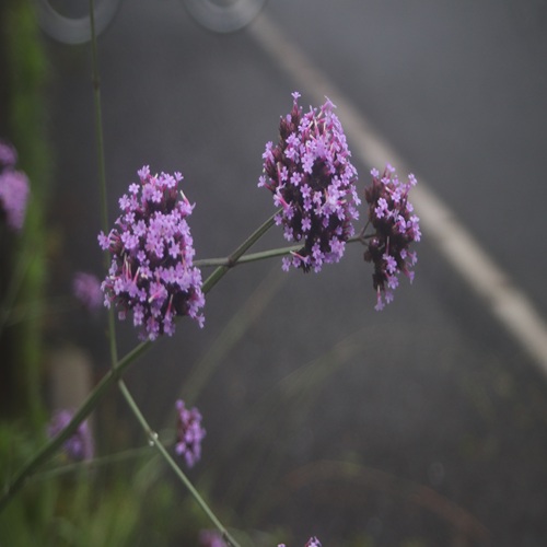 ヤナギハナガサの花