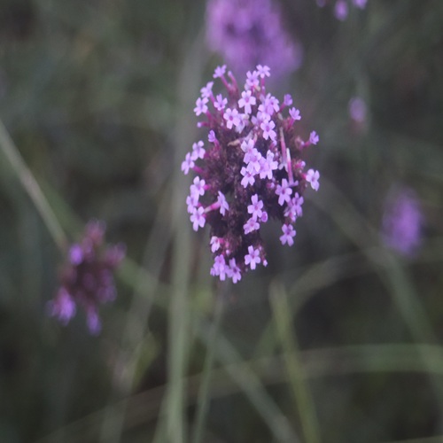 ヤナギハナガサの花