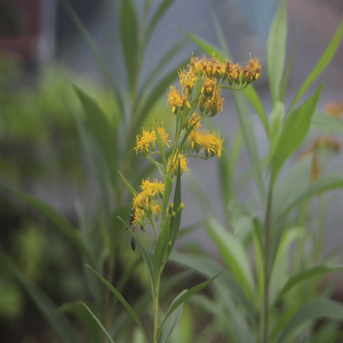オオアワダチソウの花