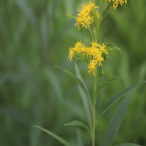 オオアワダチソウの花