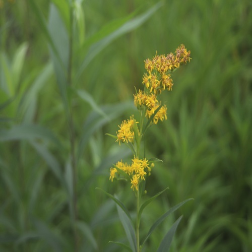 オオアワダチソウの花