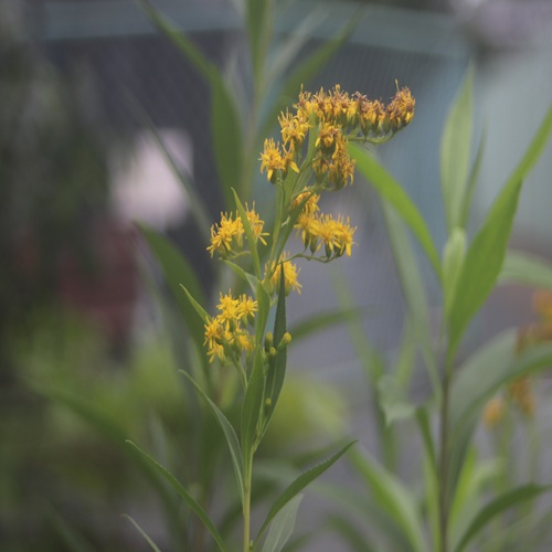 オオアワダチソウの花
