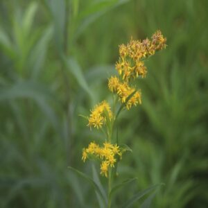 オオアワダチソウの花
