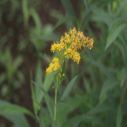 オオアワダチソウの花