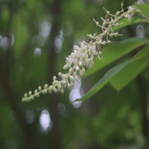 リョウブの花