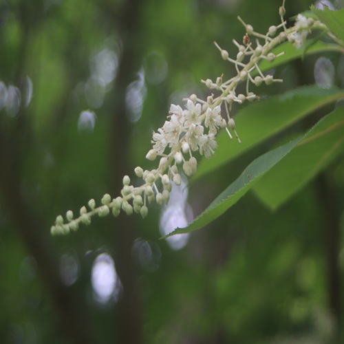 リョウブの花