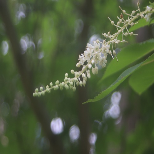リョウブの花