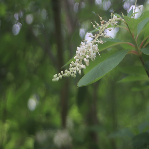 リョウブの花