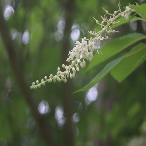 リョウブの花