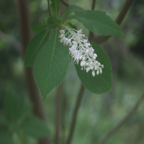 リョウブの花