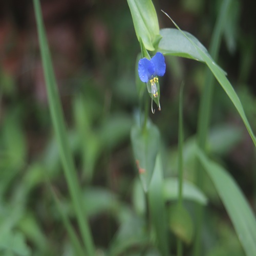 ツユクサの花