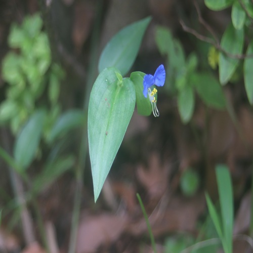 ツユクサの花