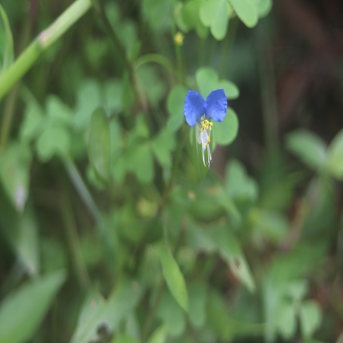 ツユクサの花