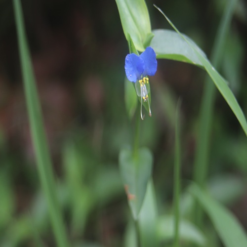 ツユクサの花