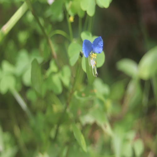 ツユクサの花