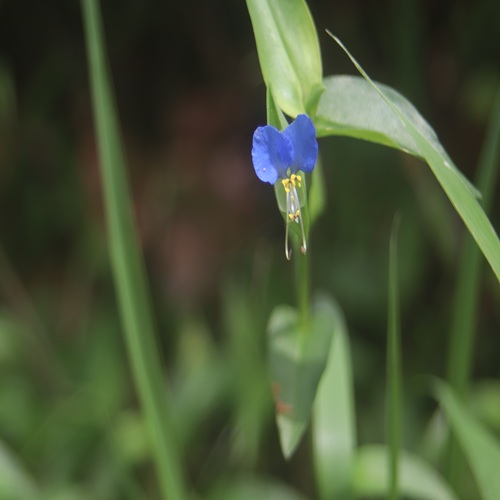 ツユクサの花
