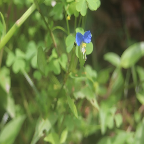 ツユクサの花