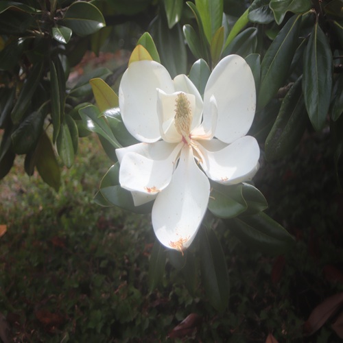 タイサンボクの花