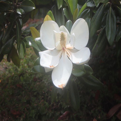 タイサンボクの花