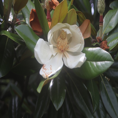 タイサンボクの花