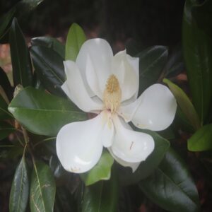 タイサンボクの花