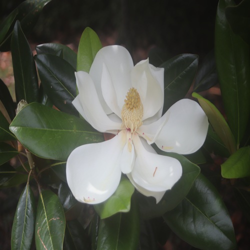タイサンボクの花