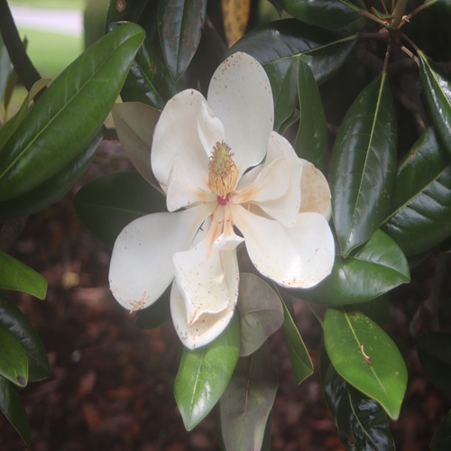タイサンボクの花