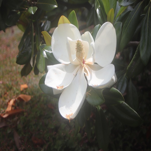 タイサンボクの花