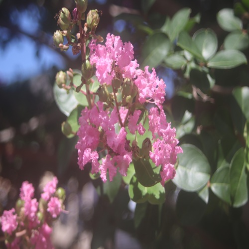 サルスベリの花