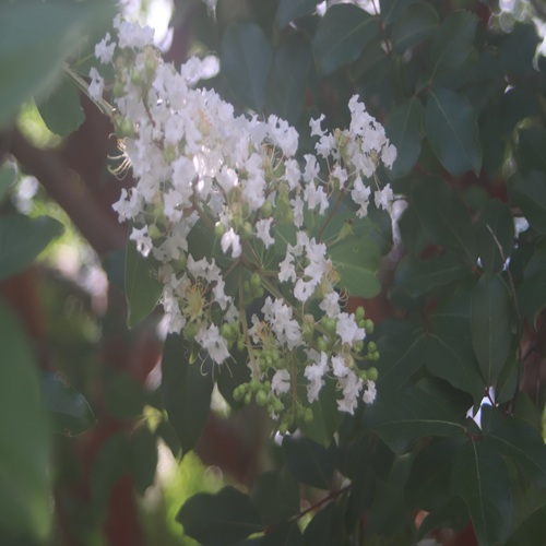 サルスベリの花