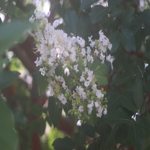 サルスベリの花