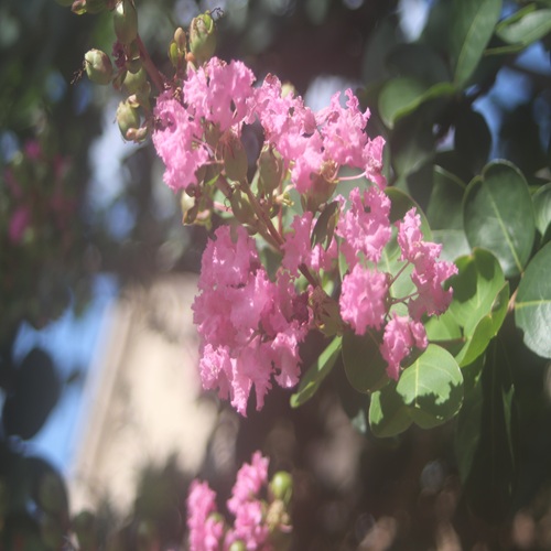 サルスベリのピンク色の花