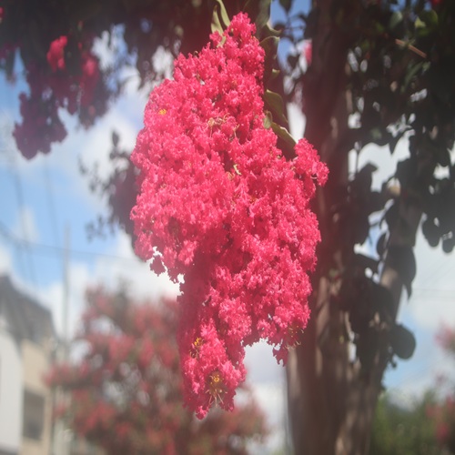 サルスベリの赤色の花