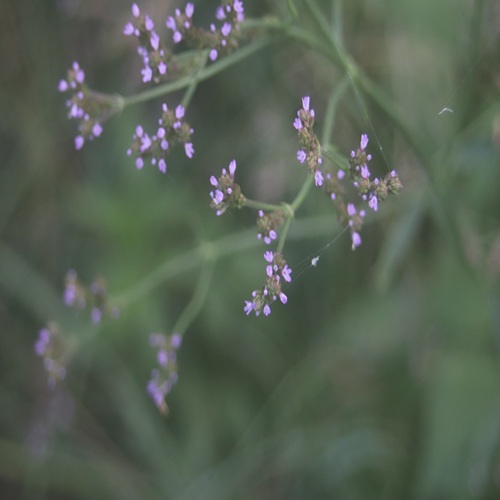 アレチハナガサの花