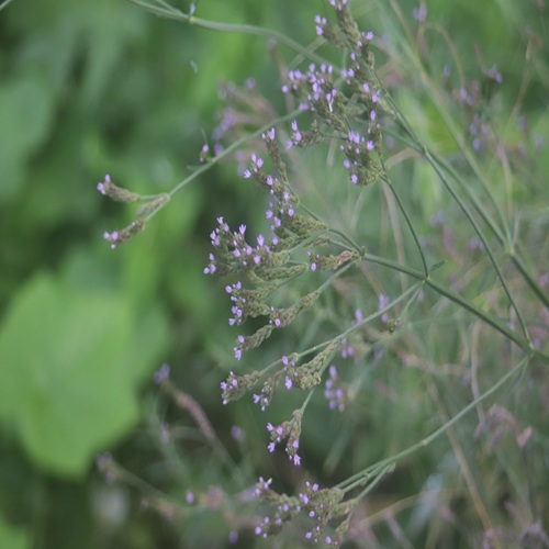 アレチハナガサの花