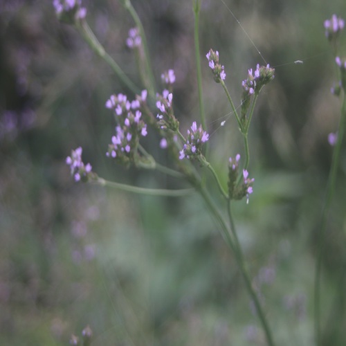 アレチハナガサの花