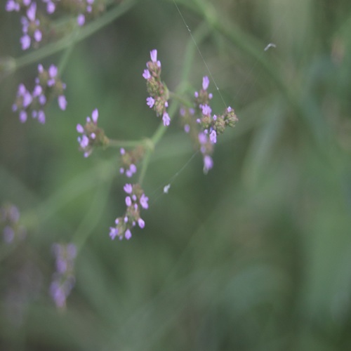 アレチハナガサの花