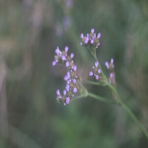アレチハナガサの花