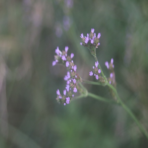 アレチハナガサの花