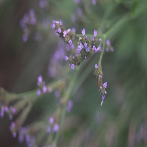 アレチハナガサの花