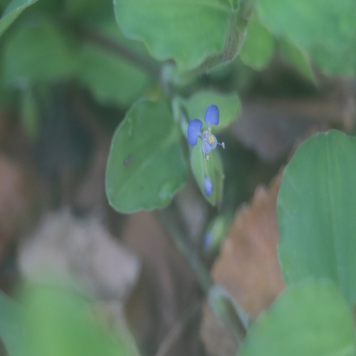 マルバツユクサの花