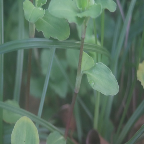 マルバツユクサの茎