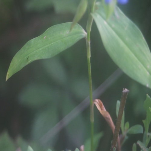 ツユクサの茎