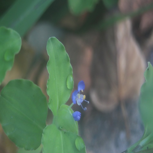マルバツユクサの花