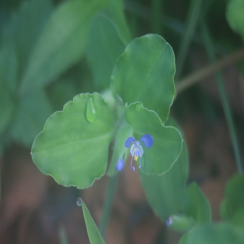 マルバツユクサの花