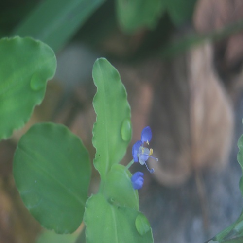 マルバツユクサの花