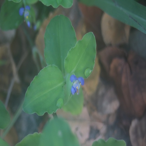 マルバツユクサの花