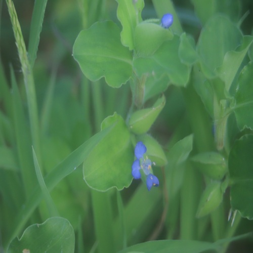 マルバツユクサの花